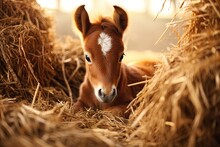  A Small Brown Horse Laying On Top Of A Pile Of Hay Next To A Pile Of Bales Of Hay With A White Spot On It's Face And A Black Nose.  Generative Ai