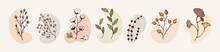 Set Dry Herbs, Dried Flowers. Natural Medicine. Colored Vector Illustration Cotton, Leaves And Twigs