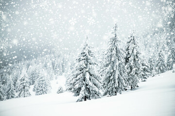 Poster - magical frozen winter landscape with snow covered fir trees