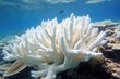 a close-up view of bleached coral
