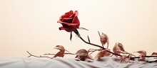 Wilted Red Roses Flower On Light Background Concealed Design