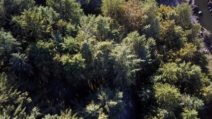 Wall Mural - Drone, forest and landscape of trees in nature, outdoor or woodland in Switzerland. Aerial view, woods and beauty of countryside, green plants or scenery, rural environment or national park in spring