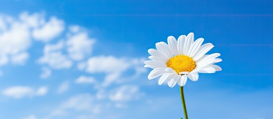 Canvas Print - White meadow flower blooming in the sky