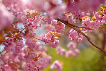 Wall Mural - pink flowers of blooming sakura closeup.