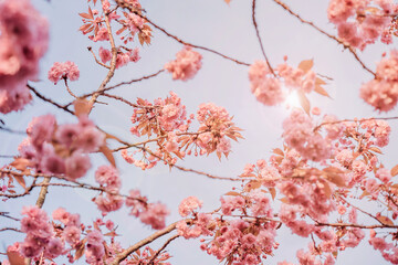Wall Mural - pink flowers of blooming sakura closeup.