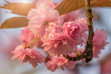Wall Mural - pink flowers of blooming sakura closeup.