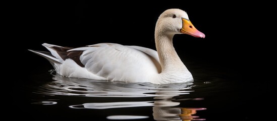 english goose in the water
