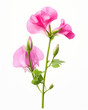 Sweet Pea flower isolated on white background