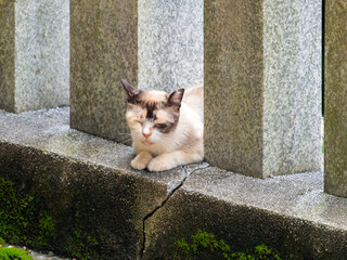 Wall Mural - 柱の間で眠る野良猫