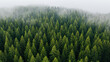 Tiefgrüne Wälder von oben: Nadelbäume im märchenhaften Morgennebel