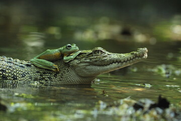 Sticker - crocodiles, frogs, a crocodile and a cute frog on its head