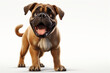 Bullmastiff dog on a white background. Adorable animal portrait. Generated by generative AI.