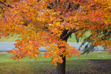 Wall Mural - Full frame abstract texture background of red and orange color leaves on a red maple (acer rubrum) tree in autumn