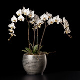 Fototapeta Storczyk - Orchid Studio Shot Isolated on Clear Background, Generative AI