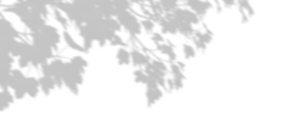Wall Mural - realistic shadow shade tropics tree branches leafs cut-out backgrounds 3d rendering png