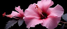 Detailed Observation Of Deep Pink Hibiscus Bloom
