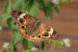 Fototapeta Miasto - Common Buckeye Butterfly