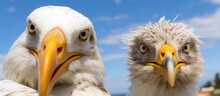One Seagull Looks Judgmentally At The Camera As Another Seagull Glares With Contempt