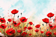 Red poppies' banner, a field in remembrance