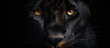 Black Panther Head On Black Backdrop