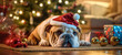 Santa Bulldog near Christmas tree