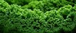 Detailed background texture of curly kale in close up