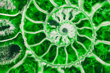 Beautiful Background Green Ammonite Texture In Section With The Golden Ratio Macro Photo Close-up
