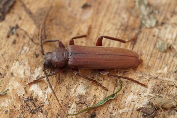 Closeup on the brown long-horned beetle, Arhopalus rusticus, a pest borer beetle for conifers , pine trees