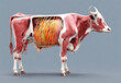 Dairy Cow Anatomy Diagram, 
Detailed Cow Internal Structure, 
Anatomy of a Dairy Cow