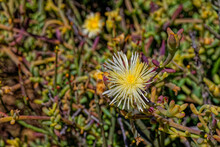 Succulent Yellow And White Flowering Kanna Plant With Medicinal Properties In The Little Karoo Near The Langeberg Mountains In The Western Cape, South Africa