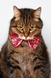 closeup portrait of domestic brown marble tabby male cat with red bow isolated on white background