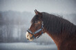 close up portrait of old mare horse with long main in blue halter on winter background during snowfall