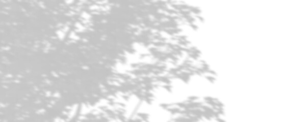 Wall Mural - isolated shadow sunshade tropics tree branches leaves on transparent backgrounds 3d render png