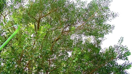 Sticker - Sacred fig leaf (Ficus religiosa L. , Pipal Tree, Bohhi Tree, Bo Tree, Peepul ) tree in the forest