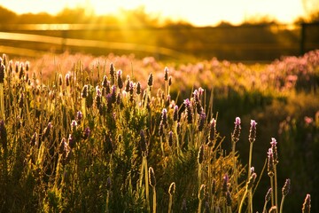 Poster - a field of purple flowers that have been growing outdoors, while the sun is shining