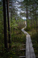 Path in the woods