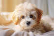 Little cute maltipoo puppy