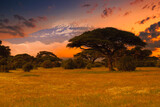 Fototapeta Sawanna - Krajobraz na safari z widokiem na Kilimanjaro
