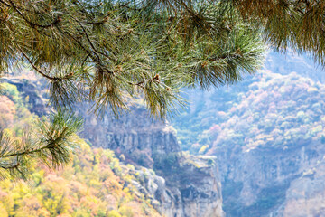 Wall Mural - natural background - pine tree twig and overgrown mountain slopes of gorge near geghard in armenia o