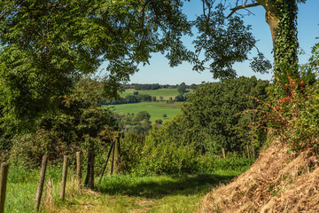 Wall Mural - Tree and fence in lush hilly countryside in summer.