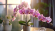 Pink flower and leaves of the phalaenopsis orchid in a flower pot on the windowsill in the house