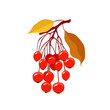 Vector autumn branch of viburnum on white background. Element of botanic, nature, plant and trees. Beautiful element for autumn design projects.