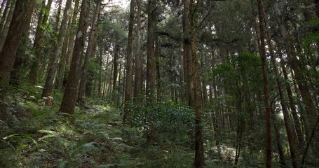 Wall Mural - forest landscape in alishan national forest recreation area