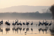 A Group Of Cranes On The Edge Of The Lake