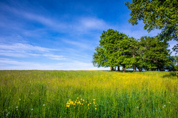 Wall Mural - Paysage de campagne au printemps, prairie verte sous le soleil et le ciel bleu.