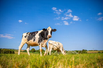 Wall Mural - Troupeau de vaches laitière en pleine nature broutant l'herbe fraiche au printemps.