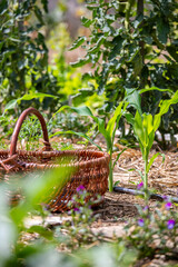 Wall Mural - Panier en osier dans un jardin potager au milieu des légume au printemps.