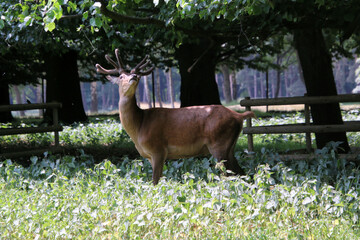 Wall Mural - Red deer in the field