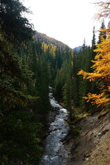 Wall Mural - Parc Naziunal Svizzer vertical orientation river through the forest during autumn, fall foliage atmosphere