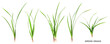 Green grass collection isolated. PNG with transparent background. Flat lay. Without shadow.